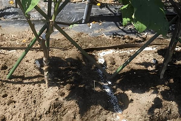 茄子空泡果有什么症状，茄果具有凹凸感、果肉与果皮间有空洞或空泡