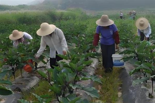 茄子空泡果有什么症状，茄果具有凹凸感、果肉与果皮间有空洞或空泡