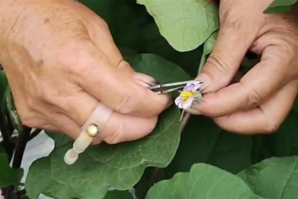 茄子空泡果有什么症状，茄果具有凹凸感、果肉与果皮间有空洞或空泡