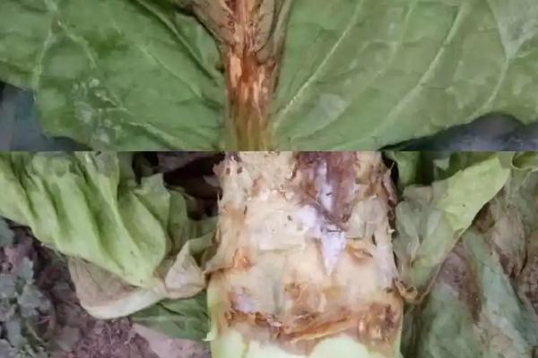 冷棚莴笋的病害防治方法，常见的病害有霜霉病、病毒病等
