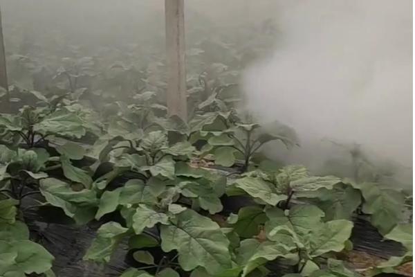 冷棚莴笋的病害防治方法，常见的病害有霜霉病、病毒病等