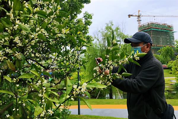 橘子树开花后的管理方法，及时剪除枯萎的花朵可以节省养分