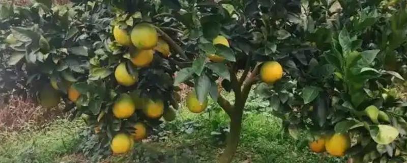 橙子开花结果所需时间，种植3年才具备结果能力