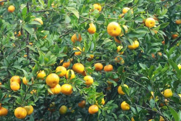 橙子开花结果所需时间，种植3年才具备结果能力