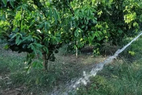 橙子开花结果所需时间，种植3年才具备结果能力