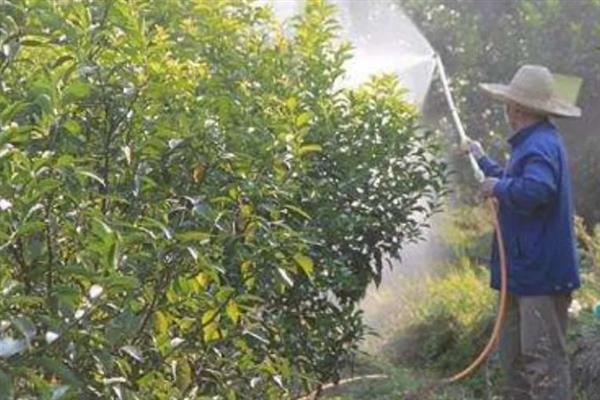 橙子开花结果所需时间，种植3年才具备结果能力