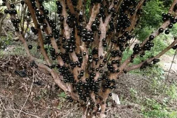 嘉宝果怎么种植，浸泡种子后再均匀撒播并覆盖稻草