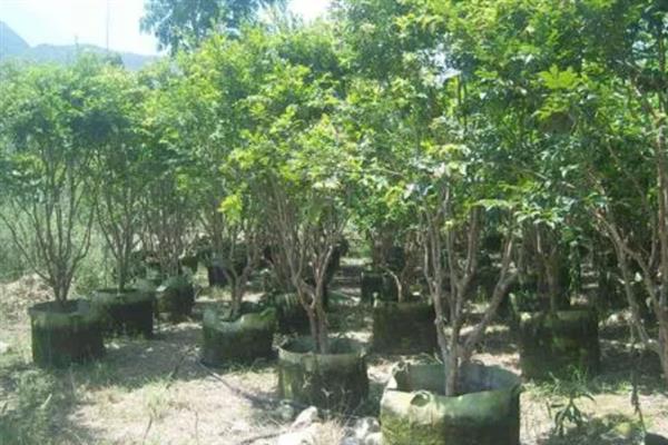 嘉宝果怎么种植，浸泡种子后再均匀撒播并覆盖稻草