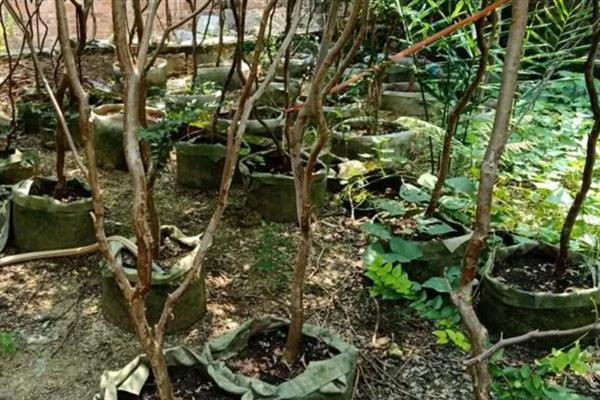 嘉宝果怎么种植，浸泡种子后再均匀撒播并覆盖稻草