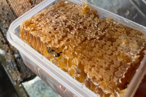 蜂巢蜜有假的吗，市场上也有假的蜂巢蜜