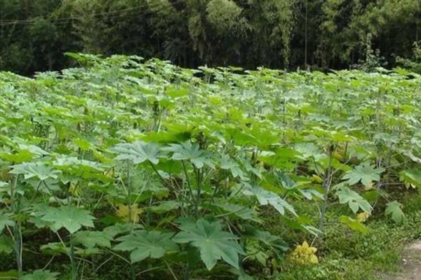 蓖麻适宜的种植时间，要根据地区的不同而选择