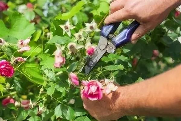 蔷薇花凋谢后的修剪方法，剪除残花、枯花、老叶可以节省养分