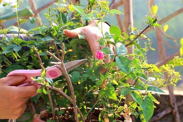蔷薇花凋谢后的修剪方法，剪除残花、枯花、老叶可以节省养分