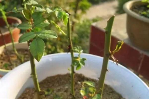 蔷薇花凋谢后的修剪方法，剪除残花、枯花、老叶可以节省养分