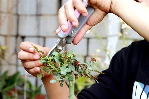 蔷薇花凋谢后的修剪方法，剪除残花、枯花、老叶可以节省养分