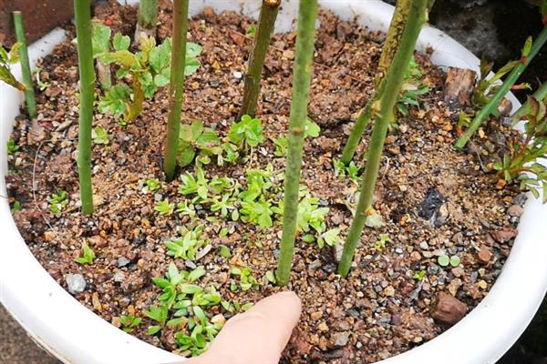蔷薇花凋谢后的修剪方法，剪除残花、枯花、老叶可以节省养分
