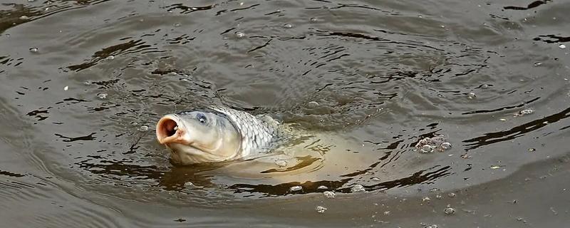 天冷垂钓鲤鱼的方法，需增加垂钓距离和深度