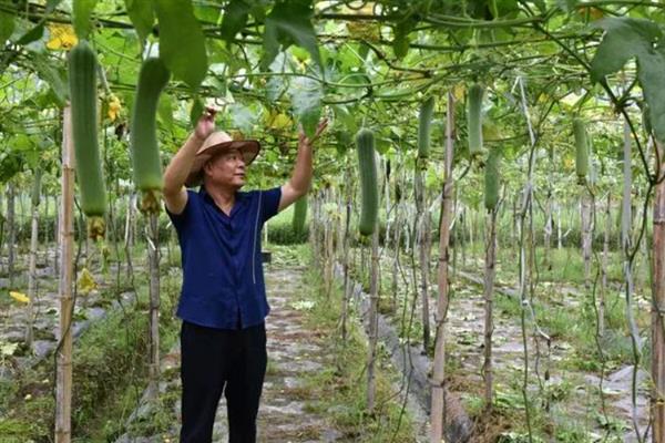 丝瓜的修枝方法，剪除枯萎的枝叶并对分枝打顶