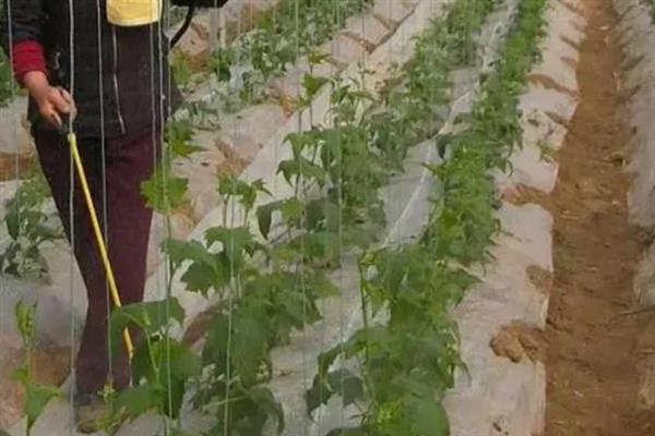 丝瓜的修枝方法，剪除枯萎的枝叶并对分枝打顶