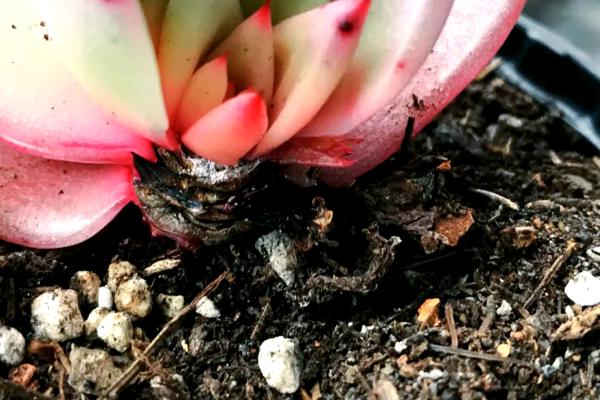 多肉黑腐后土壤能不能继续使用，需剪除植株的腐烂部位并换土重栽
