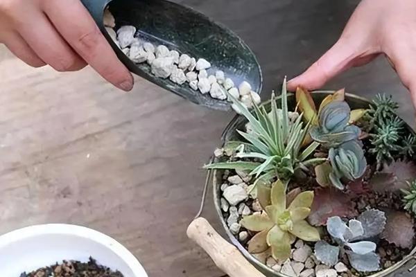 多肉黑腐后土壤能不能继续使用，需剪除植株的腐烂部位并换土重栽