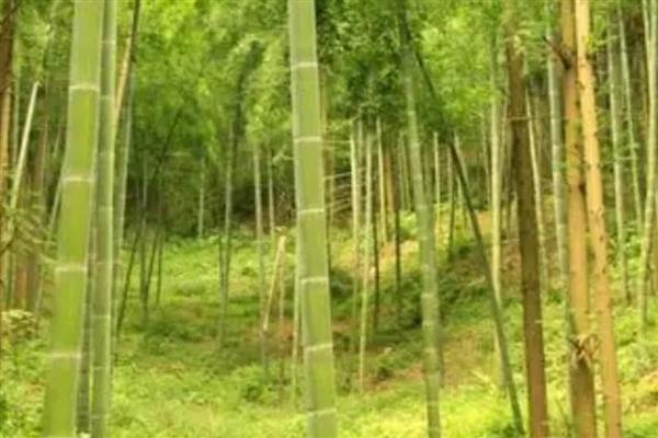 竹子是生长速度最快的植物的原因，其每一节都在同时旺盛地生长