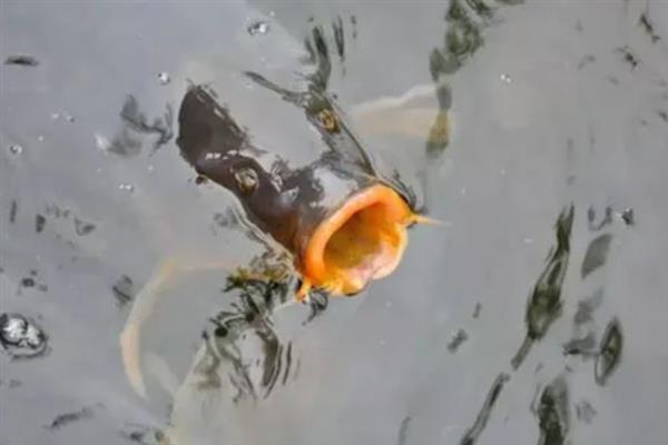 天冷垂钓鲤鱼的方法，需增加垂钓距离和深度