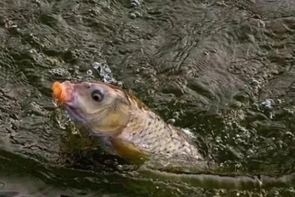 天冷垂钓鲤鱼的方法，需增加垂钓距离和深度