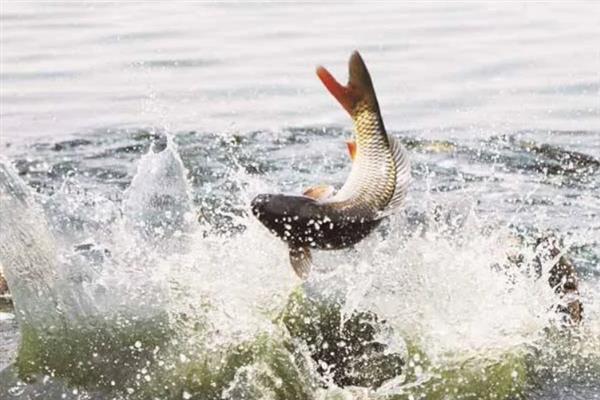 天冷垂钓鲤鱼的方法，需增加垂钓距离和深度