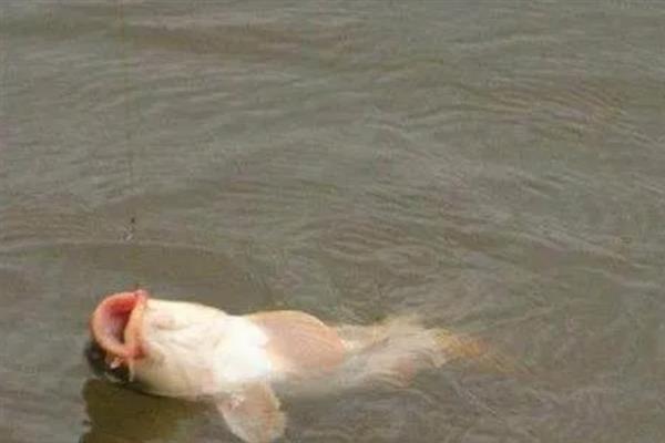 天冷垂钓鲤鱼的方法，需增加垂钓距离和深度