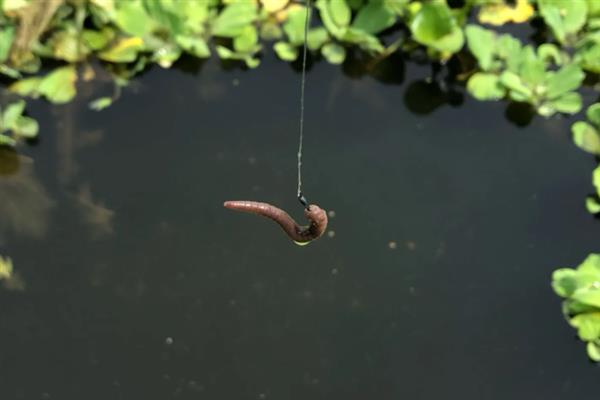 天冷垂钓鲤鱼的方法，需增加垂钓距离和深度