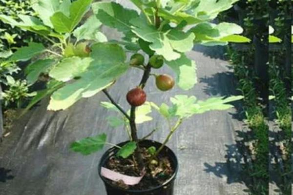 山竹的籽可以在家种植吗，可以在家里种植