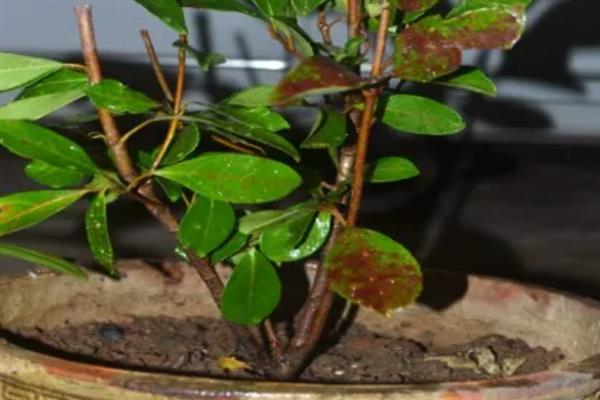 山竹的籽可以在家种植吗，可以在家里种植