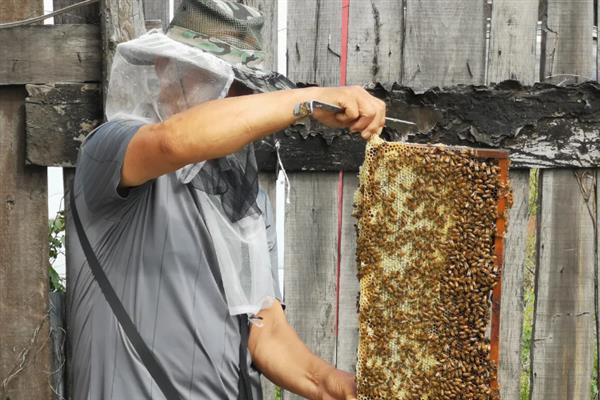 蜜蜂一年能取几次蜜，中蜂一般一年取1-2次
