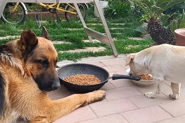德国牧羊犬吃什么，可以喂干狗粮、灌装食品等