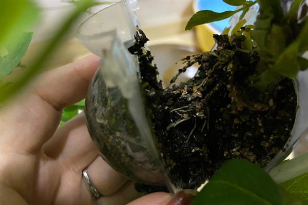 高压繁殖技术，要选择1-2年生的健壮枝条