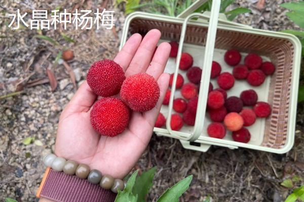 杨梅种子在几月播种，可以在春季或秋季播种
