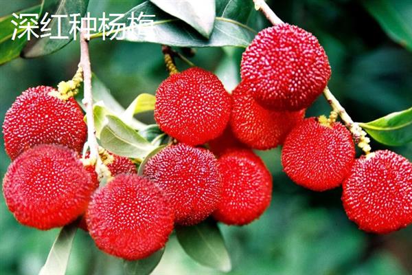 杨梅种子在几月播种，可以在春季或秋季播种
