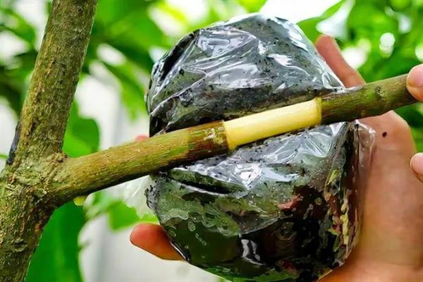 高压繁殖技术，要选择1-2年生的健壮枝条