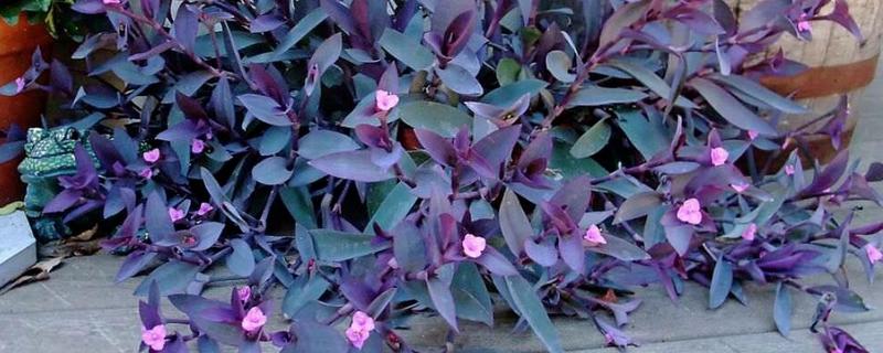 紫鸭跖草怎么养殖,冬季要让盆土保持干燥