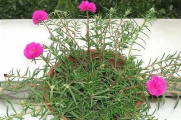 半枝莲的养殖方法，适宜的生长温度为25度