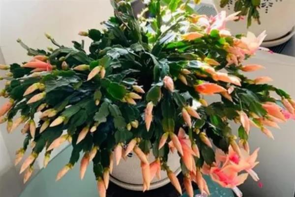 蟹爪兰在春天开花吗，春天是会开花的