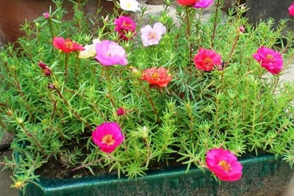 半枝莲的养殖方法，适宜的生长温度为25度