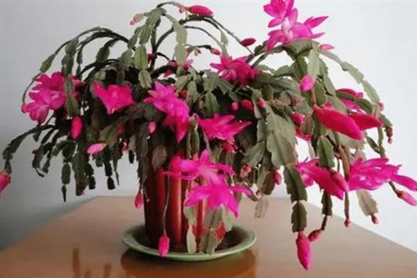 蟹爪兰在春天开花吗，春天是会开花的