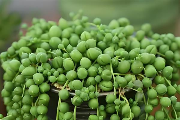 哪些多肉喜阴，常见爱之蔓、佛珠、芦荟等品种