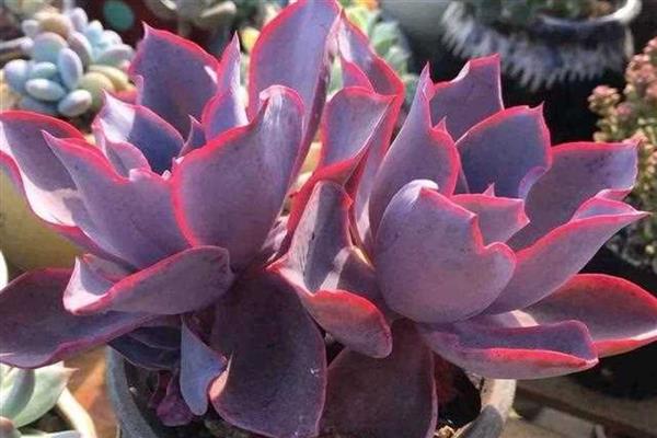 哪些多肉喜阴，常见爱之蔓、佛珠、芦荟等品种