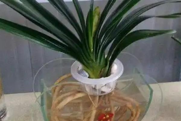 君子兰能不能水养，君子兰是可以水养的