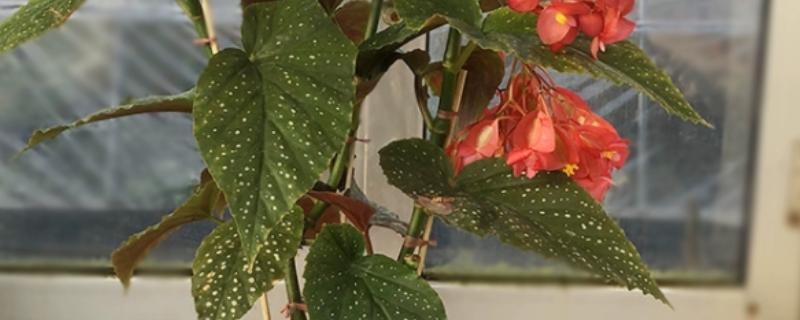 竹叶秋海棠的养护方法，换盆可在春季进行