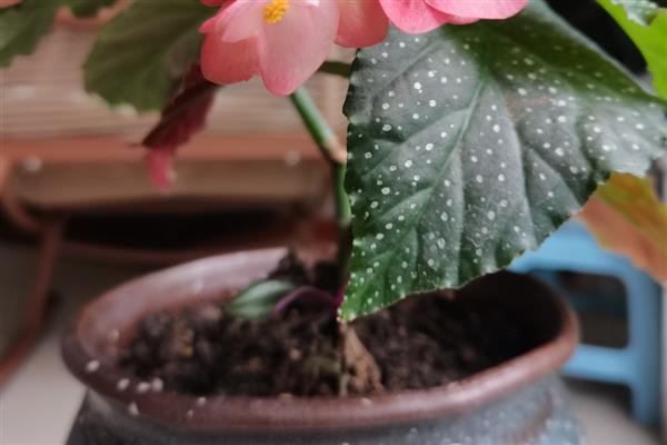 竹叶秋海棠的养护方法，换盆可在春季进行