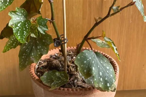 竹叶秋海棠的养护方法，换盆可在春季进行